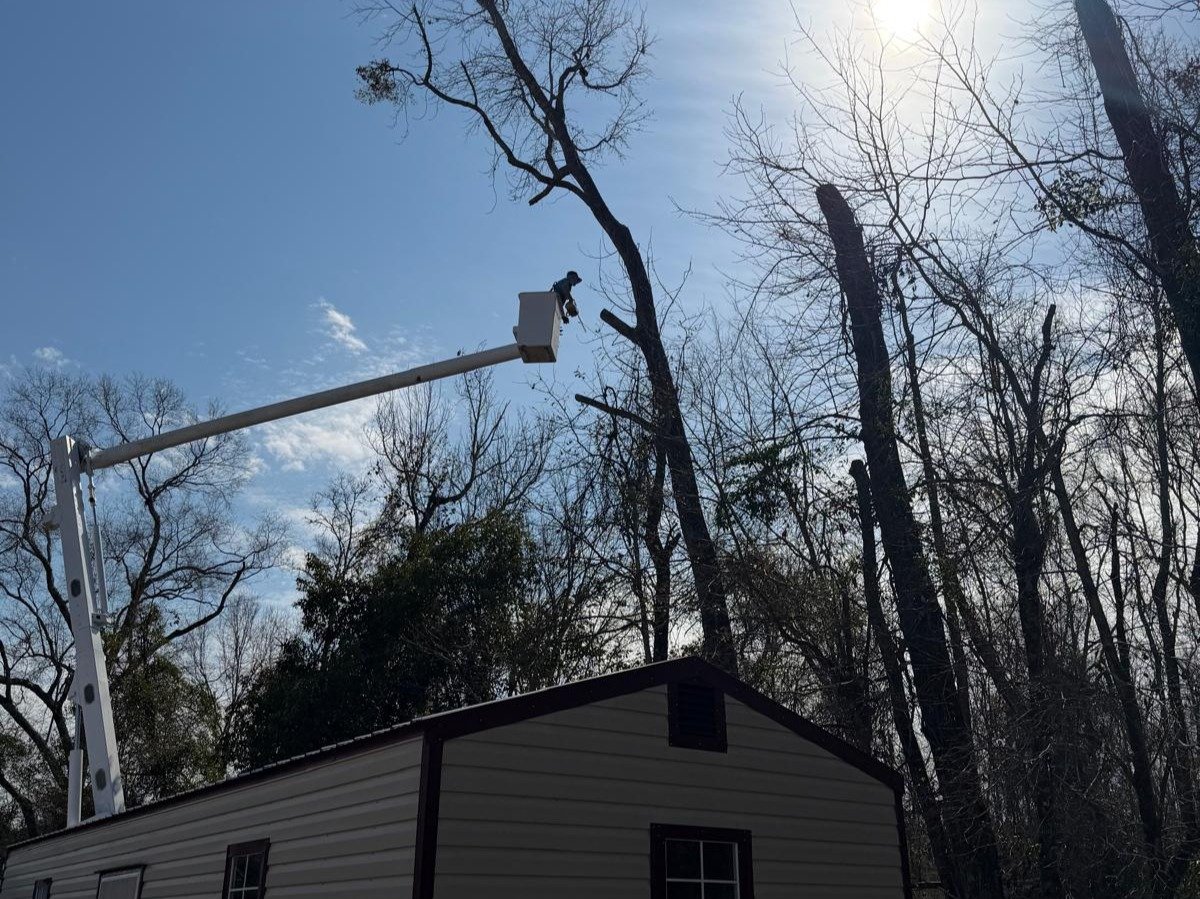 El Costeño Tree Service LLC